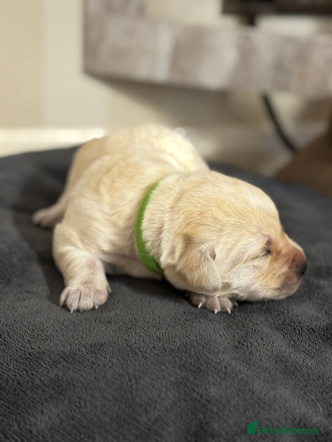 Labrador Retriever dogs for sale: Stunning, White/Yellow KC Registered Labrador Pups - Image 21
