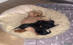 Toy Poodle dogs for sale: 5 toy poodles unique markings  - Image 1