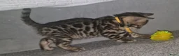 Bengal cats for sale: Supreme Apb Gene & Health Tested Bengal Kittens - Advert 34