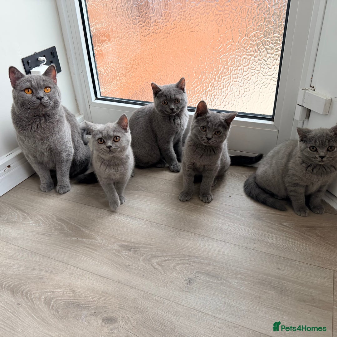 British Shorthair cats for sale: British Shorthair kittens and Mum for sale - Image 31
