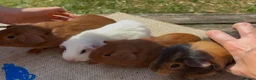 Guinea Pig rodents for sale: Beautiful baby guinea pigs. Golden, FUNKY, Swiss - Advert 12