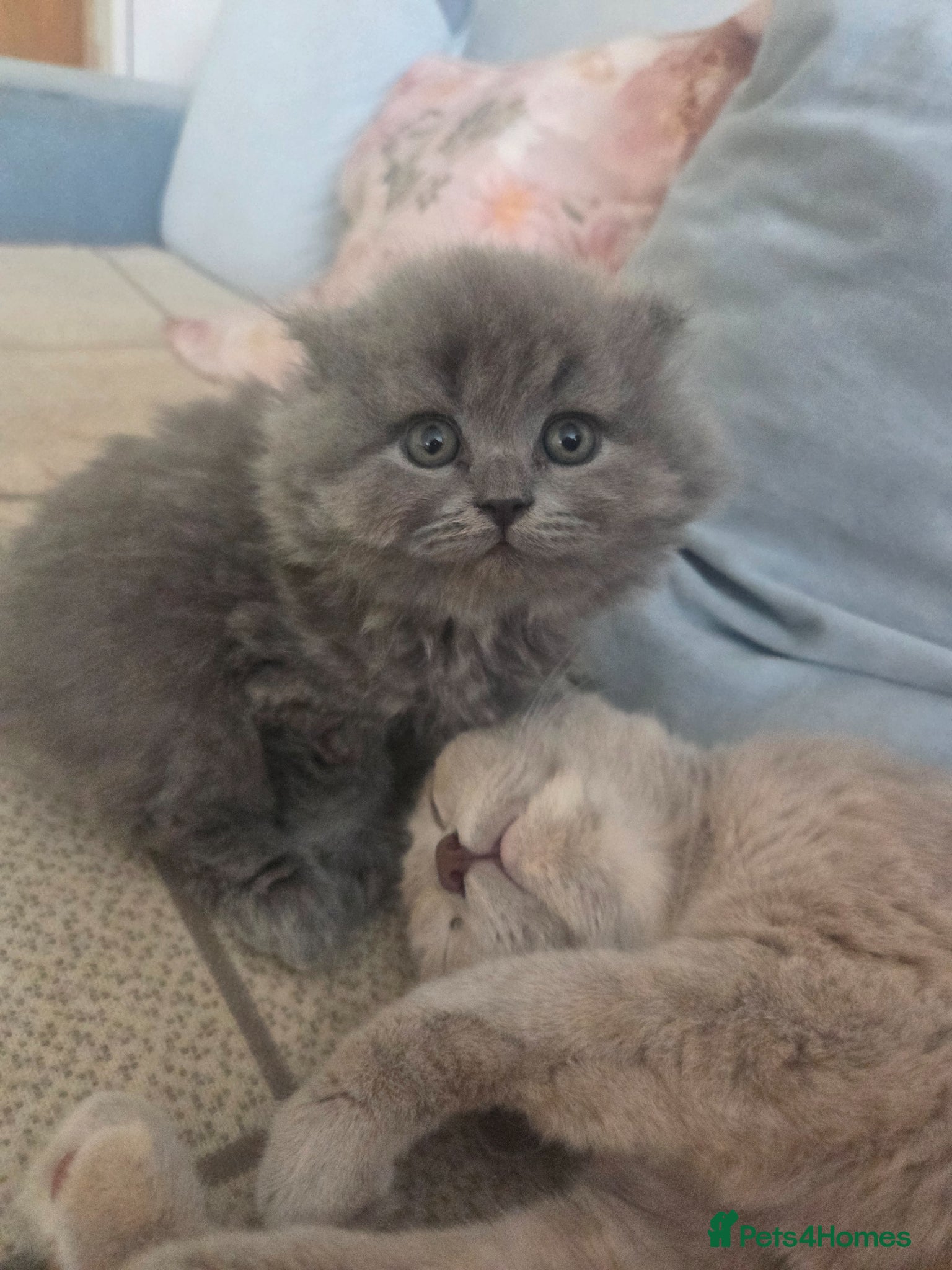 British Longhair cats for sale: Kittens blue boys and girl  in Nottingham - Advert 27