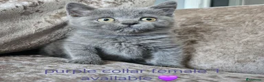 British Shorthair 4 purple collar female 