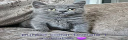 British Shorthair cats for sale: British blue shorthairs LAST 3 LEFT  - Advert 9