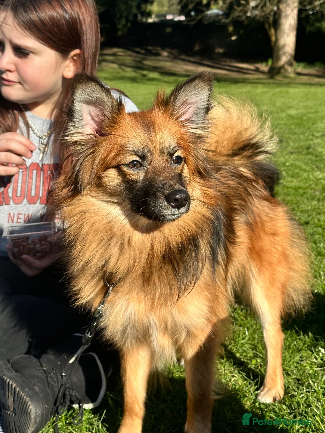 Pomchi dogs for sale: 1yo female Pomchi - Advert 5