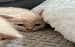 Mixed Breed cats for sale: 3 Cream Mixed Shorthairs - Image 4
