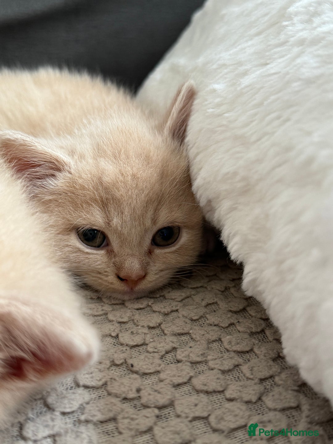 Mixed Breed cats for sale: 3 Cream Mixed Shorthairs - Image 4