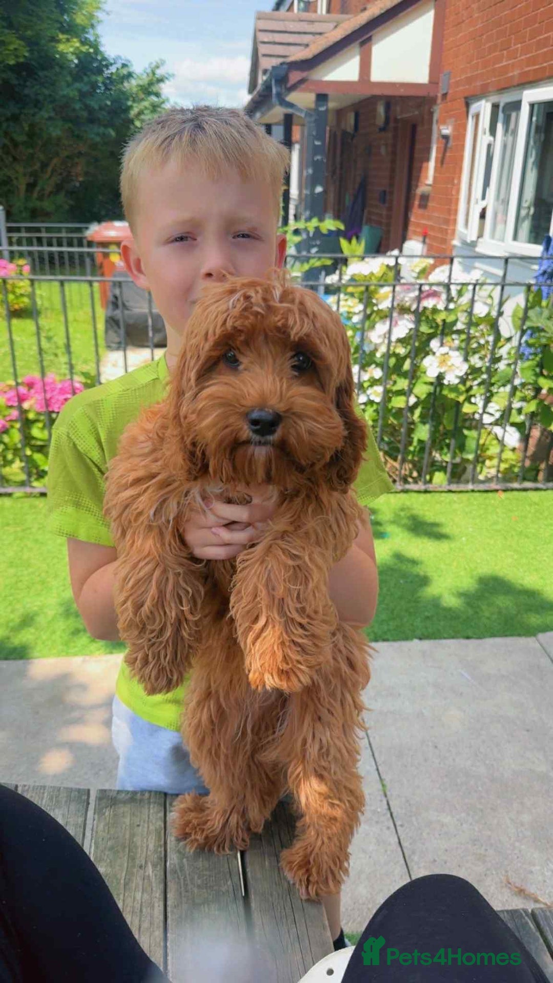 Cavapoo dogs for sale: Red F1 Cavapoo female - Image 3