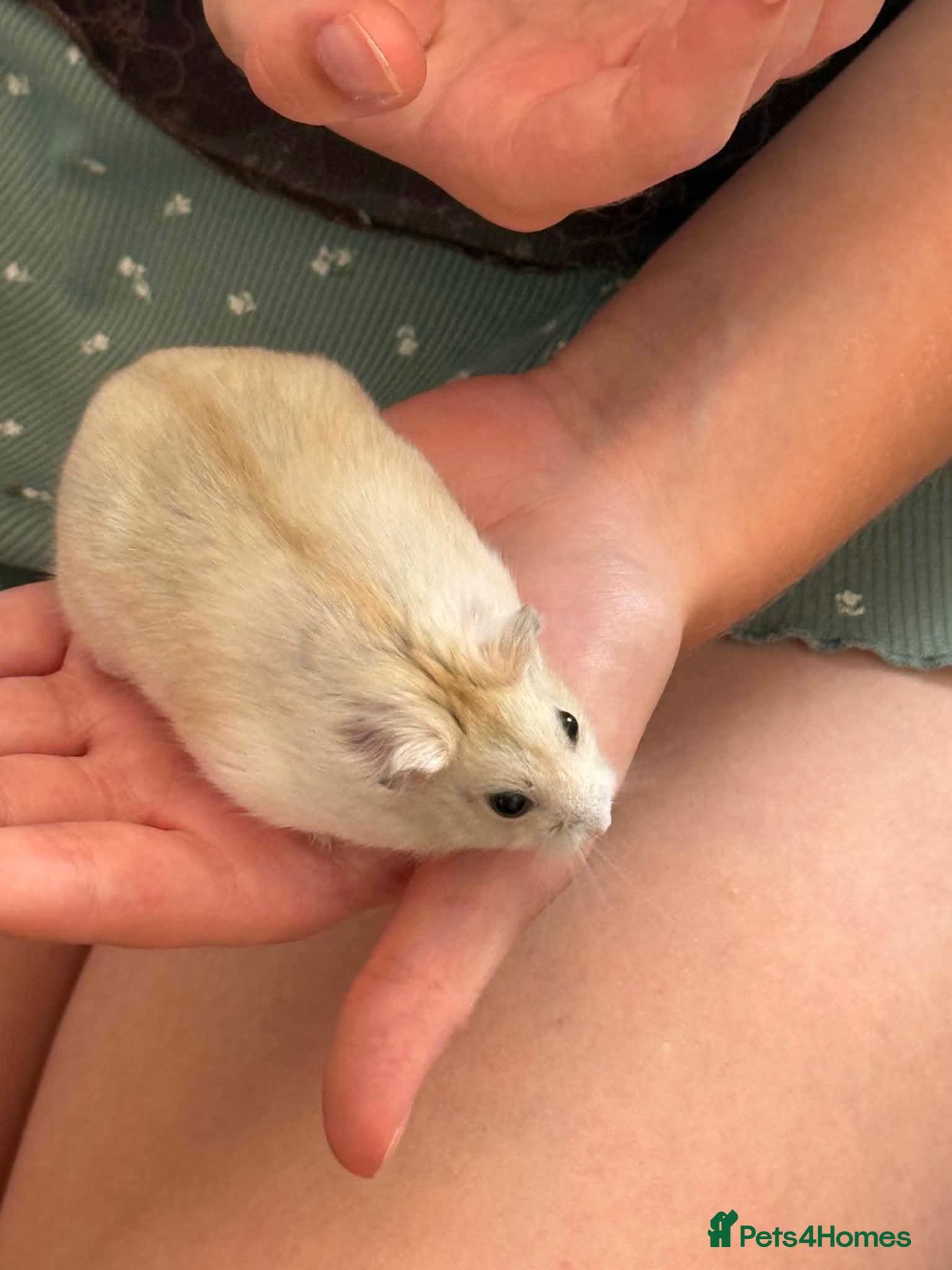 Hamster rodents Russian hamster  - Advert 1