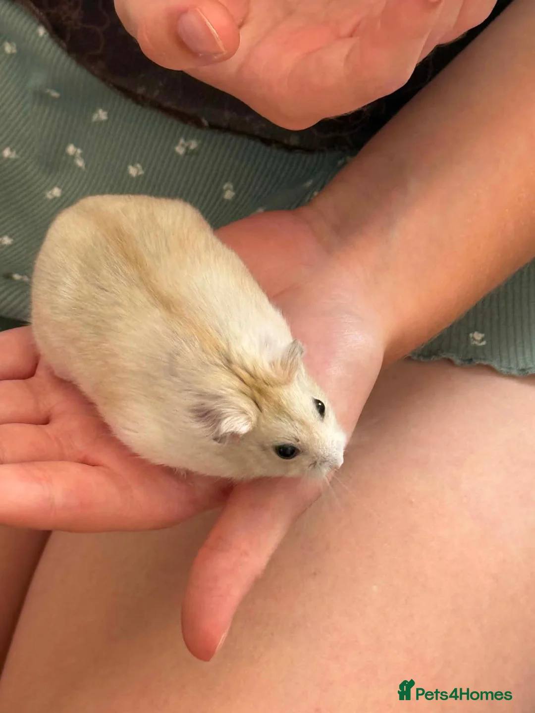Hamster rodents for sale: Russian hamster  - Advert 1