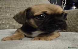 Mixed Breed dogs for sale: Frenchbulldog  cross puppies  - Advert 7