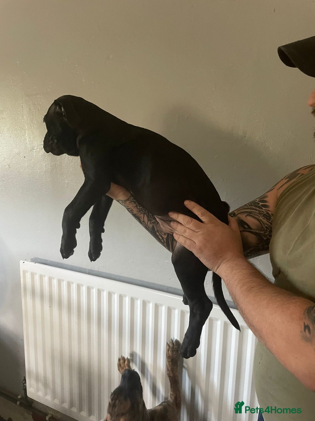 Mixed Breed dogs for sale: Presa Canario x Cane Corso  - Image 6