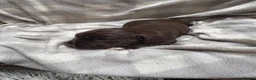 Sprocker dogs for sale: Sprocker puppies  in Dalry - Advert 13