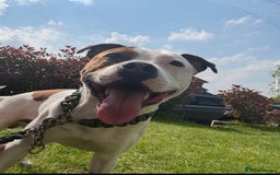 Mixed Breed dogs for sale: Staffy  - Image 1