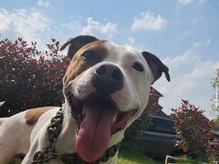 Mixed Breed dogs - Advert 27