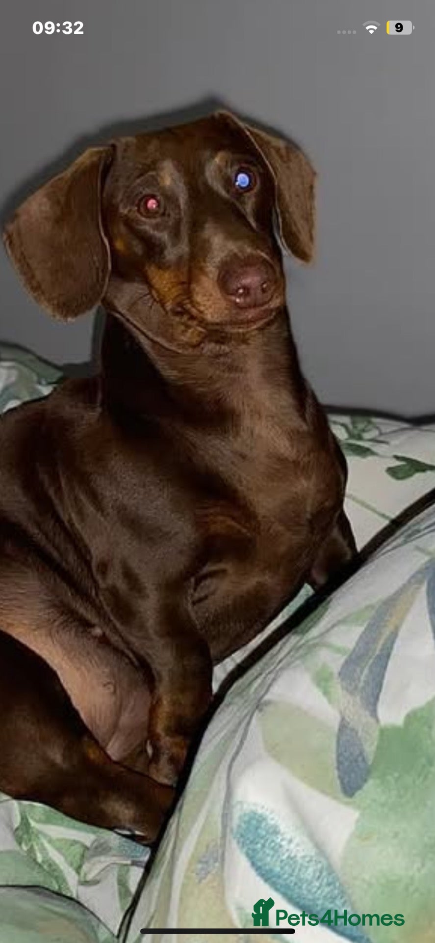 Mixed Breed dogs Patterchshund puppies  - Advert 1