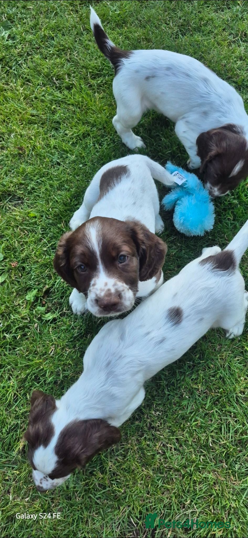English Springer Spaniel dogs 3 beautiful springer pups  - Advert 4