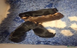 Dachshund dogs for sale: 4 exceptional smooth haired  dachshund mini pups  - Image 5