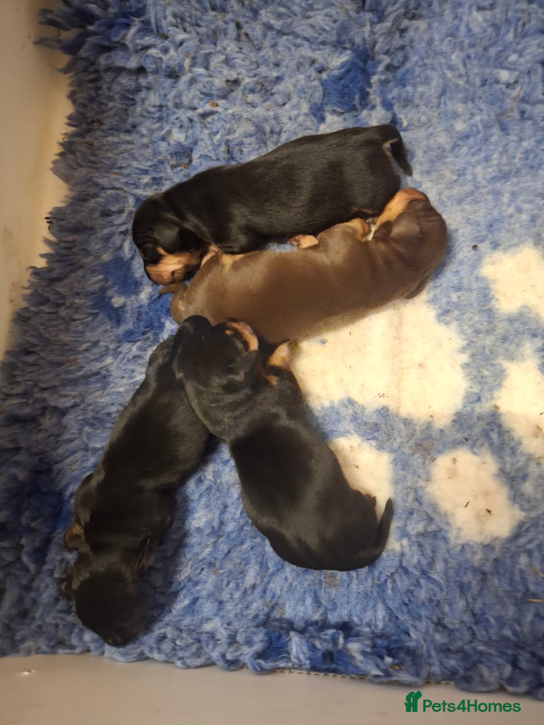 Dachshund dogs for sale: 4 exceptional smooth haired  dachshund mini pups  - Image 5