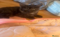 Mixed Breed cats for sale: Mixed breed kittens for sale  - Image 12