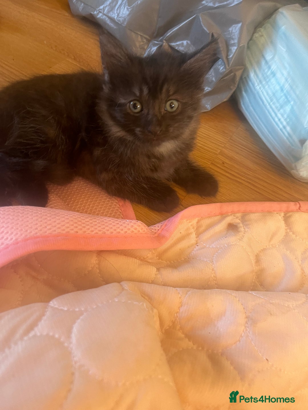 Mixed Breed cats for sale: Mixed breed kittens for sale  - Image 12