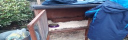 Guinea Pig rodents for sale: 2 female guinea pigs, large hutch and accessories - Advert 18