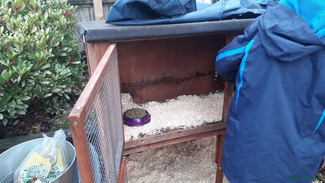 Guinea Pig rodents for sale: 2 female guinea pigs, large hutch and accessories - Advert 18