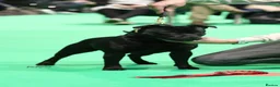 Staffordshire Bull Terrier dogs for sale: Kc reg Quality traditional sbt puppies - Advert 13
