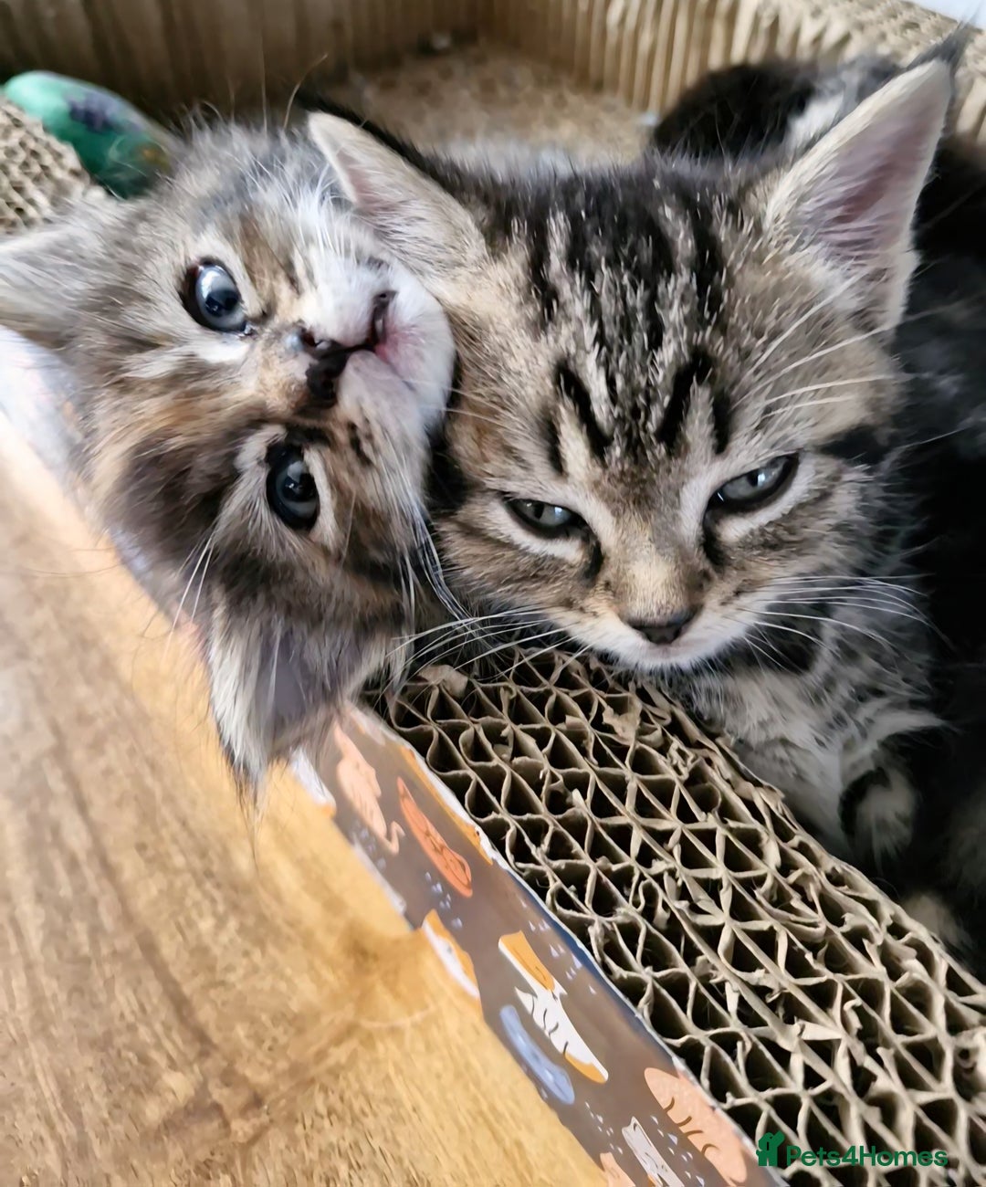 Domestic Shorthair cats for sale: 11 week old kittens ready for their forever homes - Advert 6