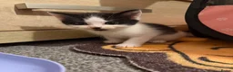 Domestic Shorthair cats for sale: 3 beautiful kittens in Winsford - Advert 5