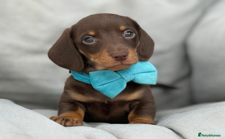 Miniature Dachshund dogs - Advert 9