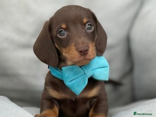 Miniature Dachshund dogs - Advert 14