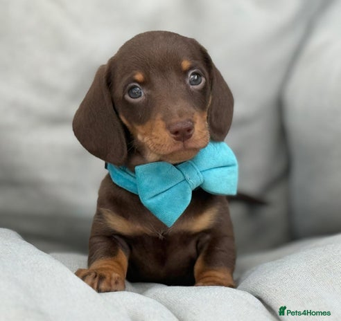 Miniature Dachshund dogs - Advert 2
