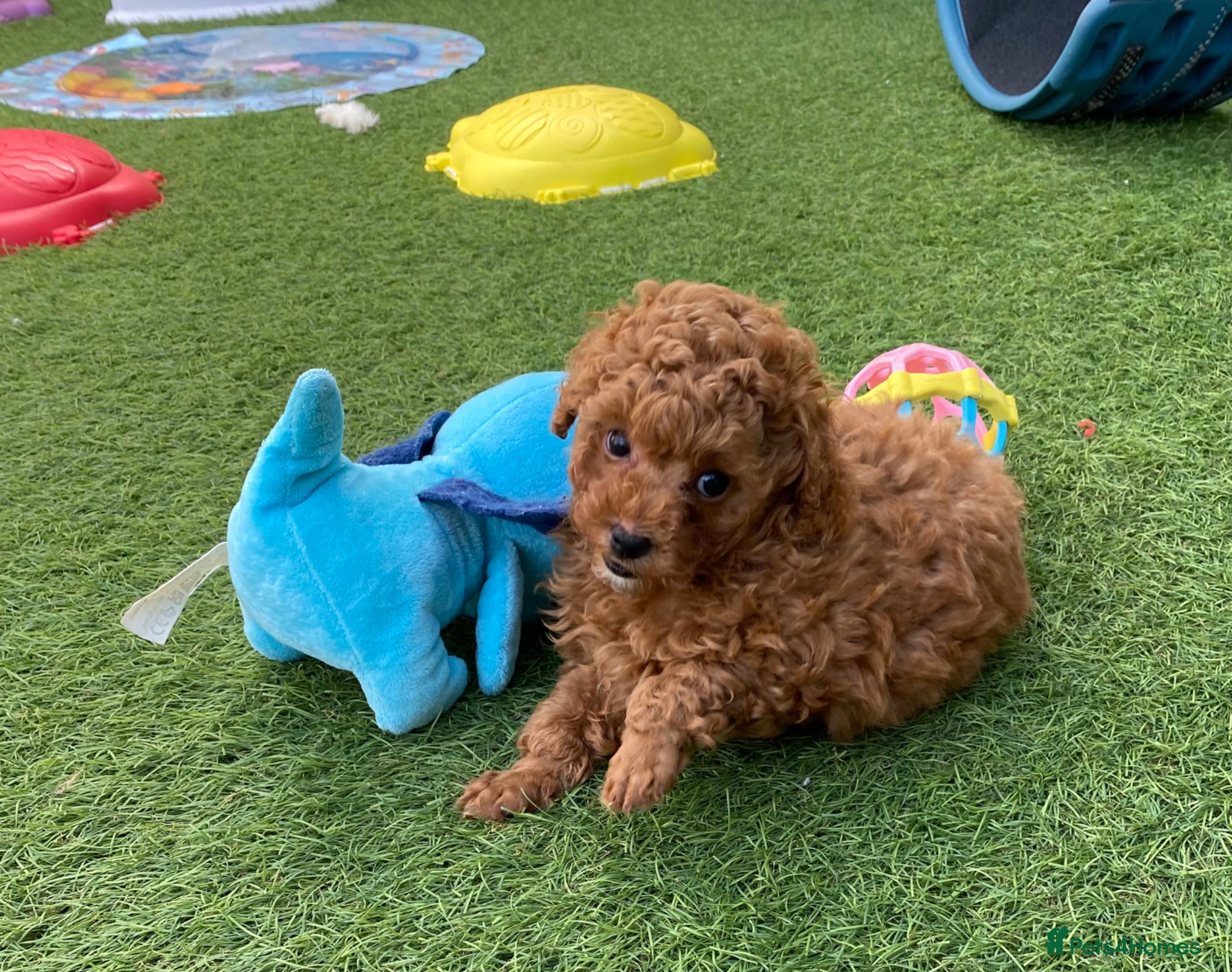 Toy Poodle dogs Kennel Club Reg.Red Toy Poodle DNA tested Parents  - Advert 13
