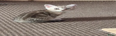 Scottish Fold 1