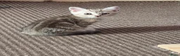 Scottish Fold cats for sale: Beautiful Scottish fold x cross kittens  - Advert 4