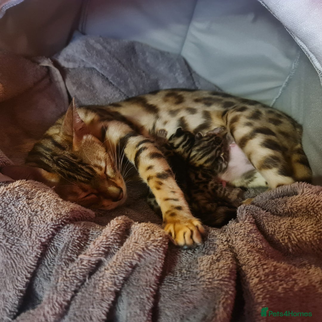 Bengal cats for sale: Breeding quality pedigree bengal boy & girl - Image 2