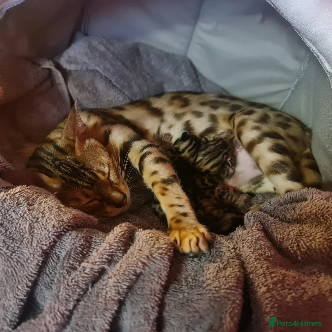 Bengal cats for sale: Guaranteed to be Cuddly *Breed quality*  - Advert 7