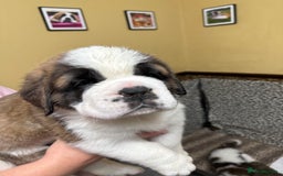 Saint Bernard dogs for sale: One male st bernard puppy - Image 1