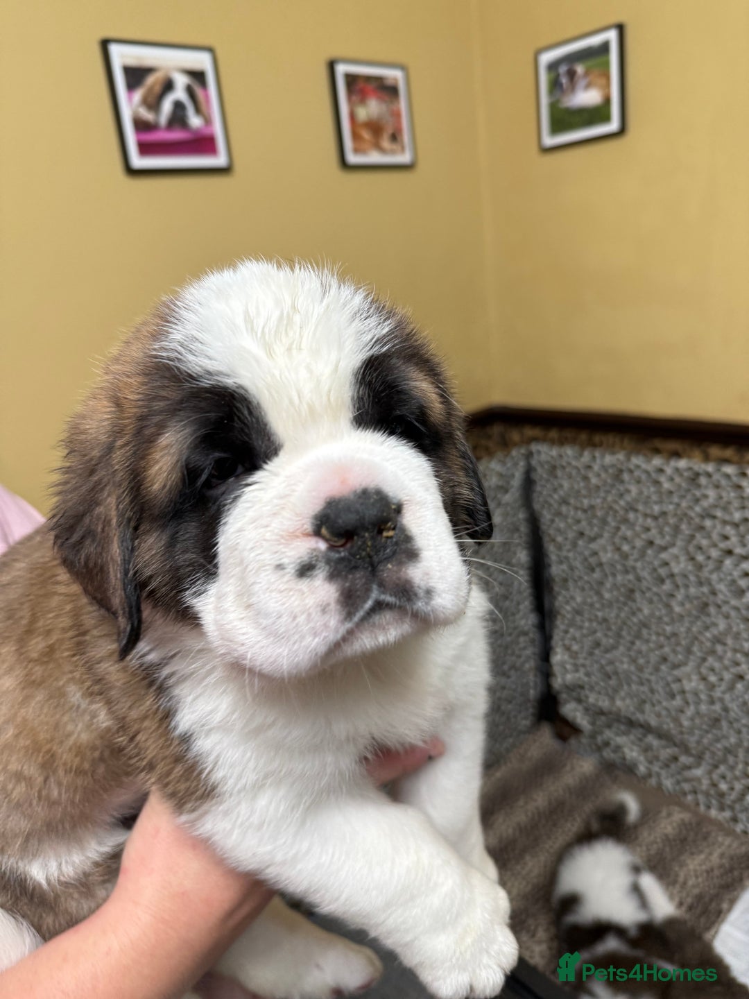 Saint Bernard dogs for sale: One male st bernard puppy - Image 1