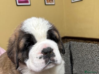 Saint Bernard dogs - Advert 3