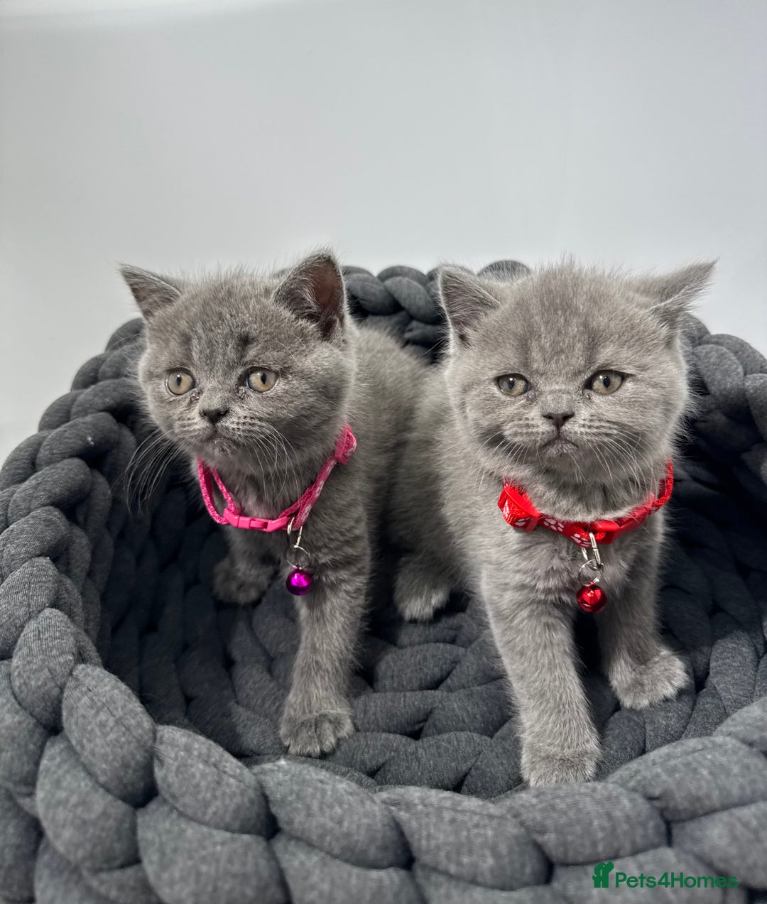 British Shorthair cats for sale: 6 stunning British Shorthair kittens  - Advert 5