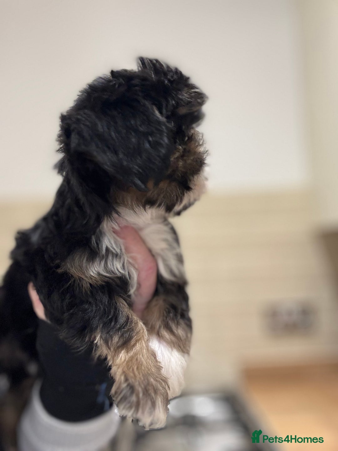 Shih Tzu dogs for sale: PLEASE READ THE DESCRIPTION  - Advert 8