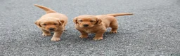 Golden Retriever dogs for sale: Male Golden Retriever Pup - Advert 2