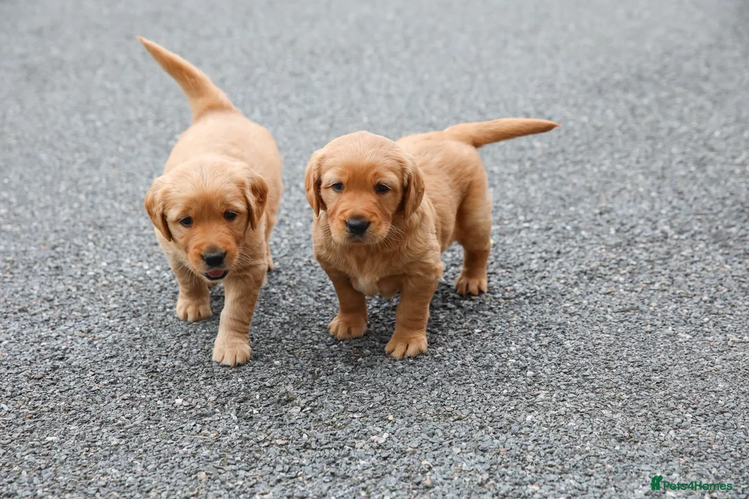 Golden Retriever dogs for sale: Male Golden Retriever Pup - Advert 2