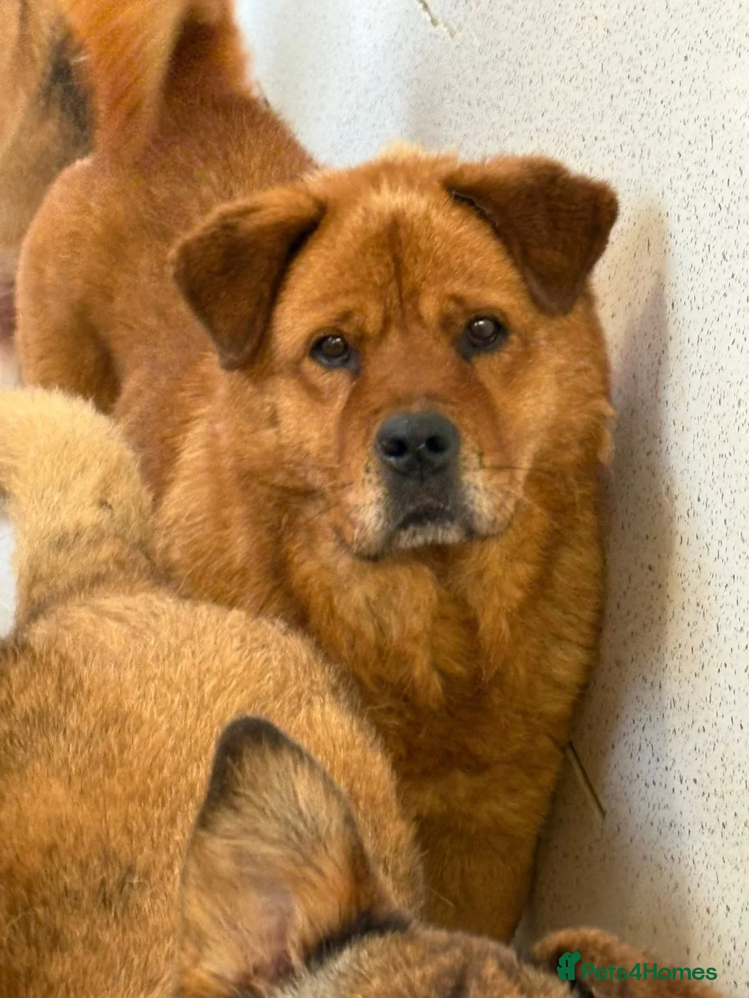 Chow Chow dogs for adoption: Princess - Norwich Norfolk  - Advert 3