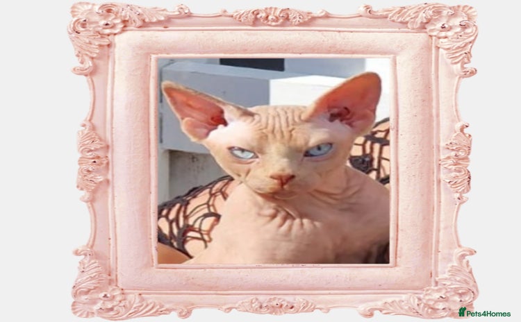 Sphynx cats - Advert 1
