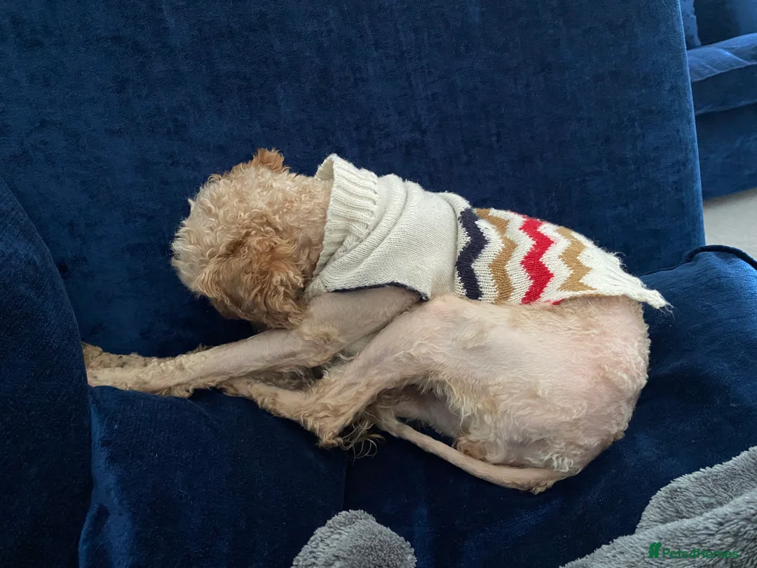 Toy Poodle dogs for sale: London the Toy Poodle - Advert 7