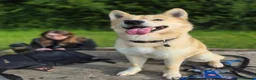 Mixed Breed dogs for stud: Snow dog Stud in Kidwelly - Advert 6