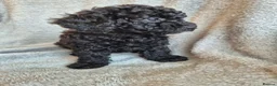 Miniature Poodle dogs for sale: Ready now! Only 2 girls left  - Advert 25